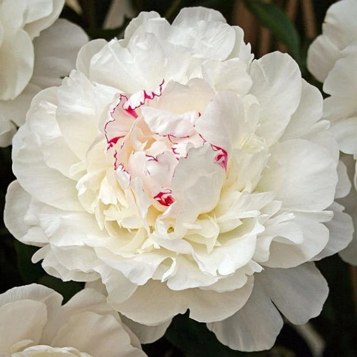 Festiva Maxima Peony Bare Root – White Double Flower Perennial Outdoor - Image 1