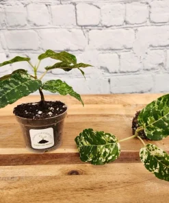 Ficus Clown Fig Live Plant - Rare Indoor Tropical Houseplant - Image 3