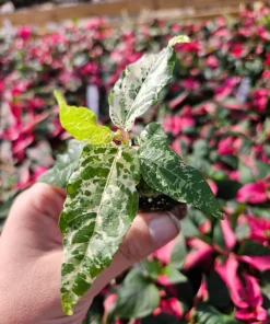 Ficus Clown Fig Live Plant - Variegated Indoor Fig Tree - Image 2