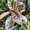 Ficus Elastica Live Plant – Rubber Tree Houseplant – Air Purifying - Image 1