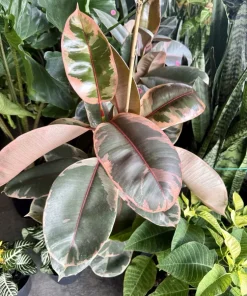 Ficus Elastica Live Plant – Rubber Tree Houseplant – Air Purifying - Image 1