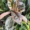 Ficus Elastica Live Plant - Rubber Tree, Indoor Houseplant - Image 1
