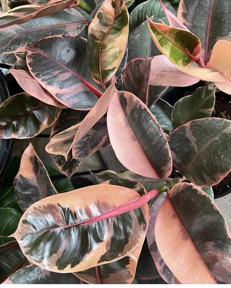 Ficus Elastica Ruby Live Plant - Variegated Rubber Plant for Indoors - Image 1