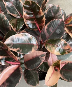 Ficus Elastica Ruby Live Plant - Variegated Rubber Plant for Indoors - Image 2