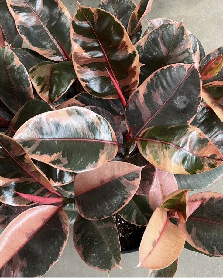 Ficus Elastica Ruby Live Plant - Variegated Rubber Plant for Indoors - Image 2