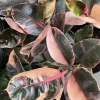 Ficus elastica 'Ruby' Live Plant - Variegated Rubber Tree Houseplant - Image 1