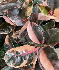 Ficus elastica 'Ruby' Live Plant - Variegated Rubber Tree Houseplant - Image 1