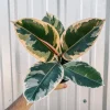 Ficus Elastica Tineke Variegated Rubber Tree Live Houseplant Indoor - Image 1