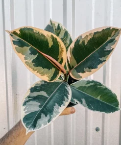 Ficus Elastica Tineke Variegated Rubber Tree Live Houseplant Indoor - Image 1