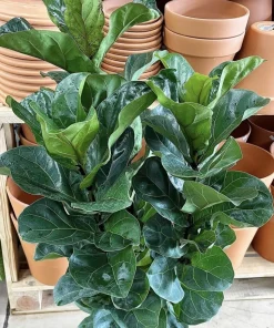 Ficus Lyrata Live Plant – 2 Feet Tall Fiddle Leaf Fig Tree for Indoors - Image 1