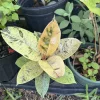 Ficus Ruby Rubber Plant – Variegated Live Houseplant – Indoor Decor - Image 1