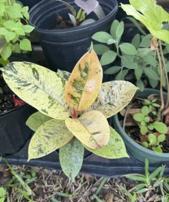 Ficus Ruby Rubber Plant – Variegated Live Houseplant – Indoor Decor - Image 1