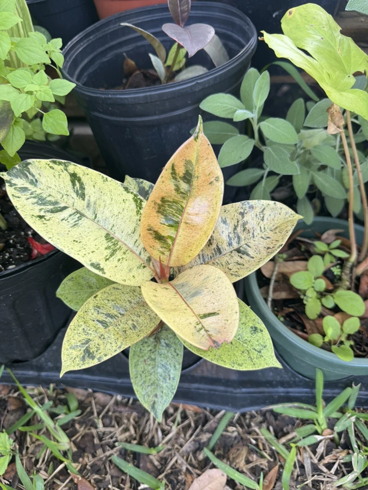 Ficus Ruby Rubber Plant – Variegated Live Houseplant – Indoor Decor - Image 1