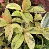 Ficus Shivereana Live Plant - Rare Moonshine Rubber Tree Variegated Houseplant - Image 1