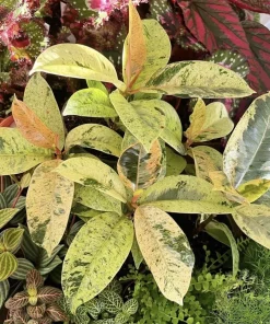 Ficus Shivereana Live Plant - Rare Moonshine Rubber Tree Variegated Houseplant - Image 1