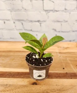 Ficus Shivereana 'Moonshine' Live Plant - Rare Variegated Rubber Tree Indoor - Image 2
