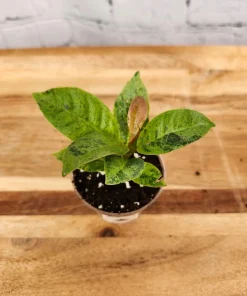 Ficus Shivereana 'Moonshine' Live Plant - Rare Variegated Rubber Tree Indoor - Image 3