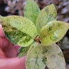 Ficus Shivereana 'Moonshine' Live Plant - Rare Variegated Rubber Tree Indoor - Image 1