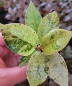 Ficus Shivereana 'Moonshine' Live Plant - Rare Variegated Rubber Tree Indoor - Image 1