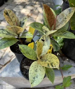 Ficus Shiveriana Moonshine Live Plant - Unique Variegated Houseplant - Image 4