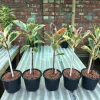 Ficus Tineke Bonsai Live Plant - Variegated Rubber Tree Indoor Houseplant - Image 1