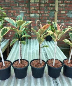Ficus Tineke Bonsai Live Plant - Variegated Rubber Tree Indoor Houseplant - Image 1