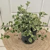 Ficus Triangularis Live Plant - Unique Indoor Houseplant - Image 1