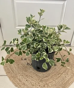Ficus Triangularis Live Plant - Unique Indoor Houseplant - Image 1