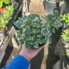 Ficus Triangularis Variegated Live Plant – 4in Pot – Indoor Foliage Houseplant - Image 1