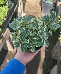 Ficus Triangularis Variegated Live Plant – 4in Pot – Indoor Foliage Houseplant - Image 1