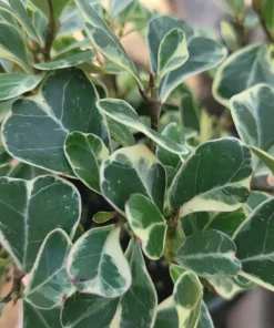 Ficus Triangularis Variegated Live Plant – 4in Pot – Indoor Foliage Houseplant - Image 2