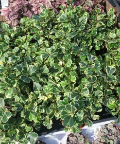 Ficus Triangularis Variegated Live Plant – 4in Pot – Indoor Foliage Houseplant - Image 3