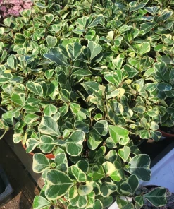 Ficus Triangularis Variegated Live Plant – 4in Pot – Indoor Foliage Houseplant - Image 4