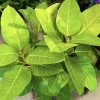 Ficus Yellow Gem Live Plant - Potted Houseplant, Vibrant Foliage - Image 1