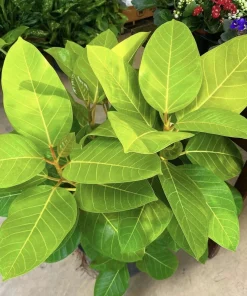 Ficus Yellow Gem Live Plant - Potted Houseplant, Vibrant Foliage - Image 1