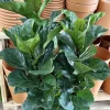 Fiddle Leaf Fig Live Plant - Ficus lyrata, 2 Feet Tall Indoor Tree - Image 1