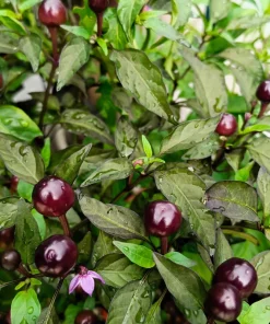 Filius Blue Pepper Seeds - Christmas Pepper Vegetable Seeds, 20 Count, Ornamental & Edible - Image 2