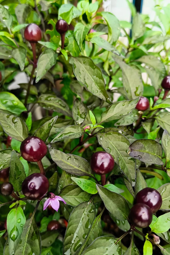 Filius Blue Pepper Seeds - Christmas Pepper Vegetable Seeds, 20 Count, Ornamental & Edible - Image 2