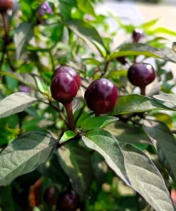 Filius Blue Pepper Seeds - Christmas Pepper Vegetable Seeds, 20 Count, Ornamental & Edible - Image 3