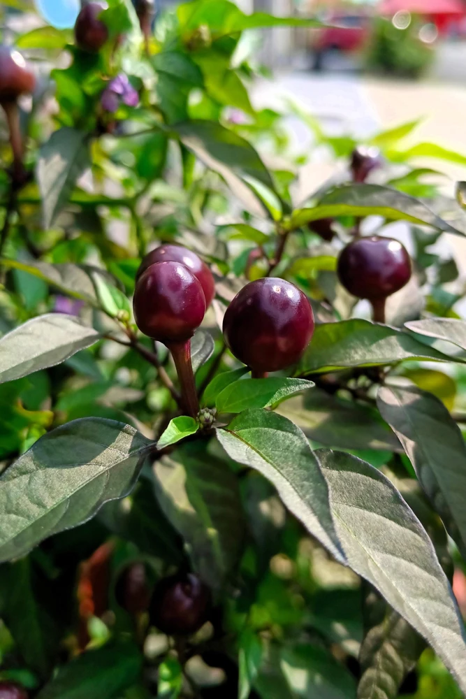 Filius Blue Pepper Seeds - Christmas Pepper Vegetable Seeds, 20 Count, Ornamental & Edible - Image 3