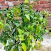 Filius Blue Pepper Seeds - Christmas Pepper Vegetable Seeds, 20 Count, Ornamental & Edible - Image 1