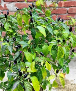 Filius Blue Pepper Seeds - Christmas Pepper Vegetable Seeds, 20 Count, Ornamental & Edible - Image 1
