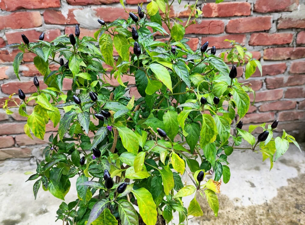 Filius Blue Pepper Seeds - Christmas Pepper Vegetable Seeds, 20 Count, Ornamental & Edible - Image 1