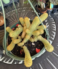 Finger Cactus Live Plant – Easy Care Cacti & Succulent for Indoors - Image 1