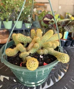 Finger Cactus Live Plant - Mammillaria Elongata Golden Ladyfinger Succulent - Image 2