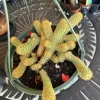 Finger Cactus Live Plant - Mammillaria Elongata Golden Ladyfinger Succulent - Image 1