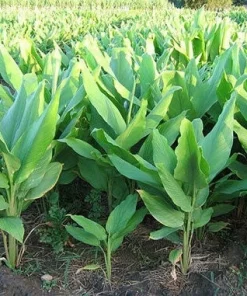 Finger Root Live Plant - Chinese Ginger Starter Plant 4-6 inches - Krachai Herb - Image 2