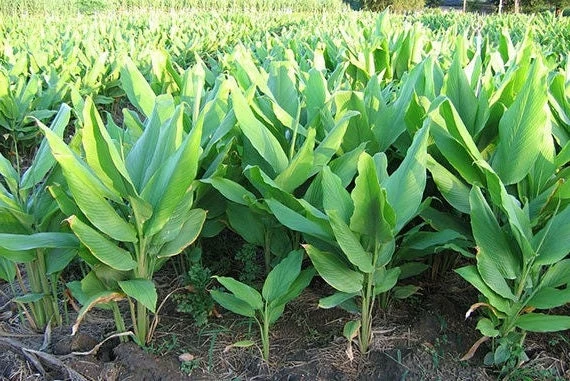 Finger Root Live Plant - Chinese Ginger Starter Plant 4-6 inches - Krachai Herb - Image 2