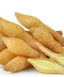 Finger Root Live Plant - Chinese Ginger Starter Plant 4-6 inches - Krachai Herb - Image 3