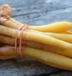 Finger Root Live Plant - Chinese Ginger Starter Plant 4-6 inches - Krachai Herb - Image 1